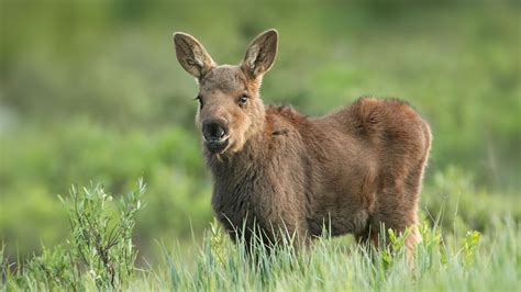 What Is A Baby Moose Called? Fun Animal Facts For Kids | Kidadl