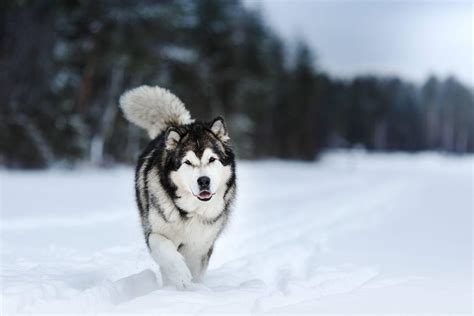 Alaskan Malamute Wallpapers - Top Free Alaskan Malamute Backgrounds - WallpaperAccess