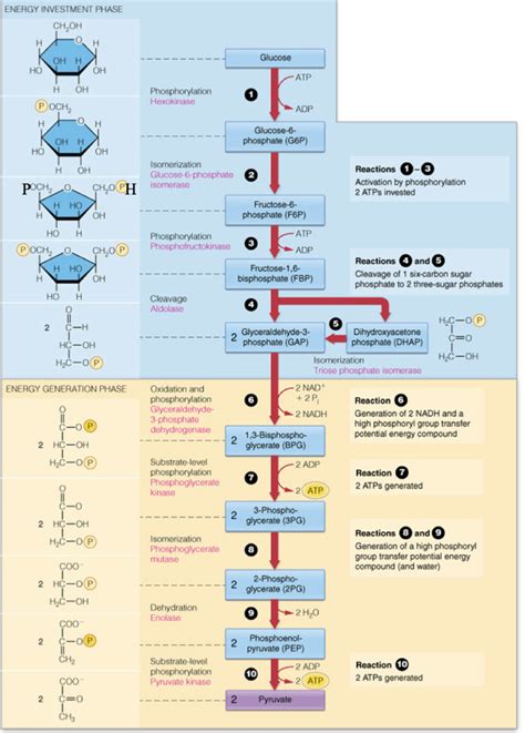 Carbohydrate metabolism and glycolysis Diagram | Quizlet