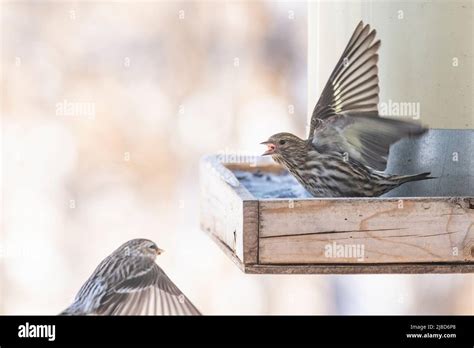 Redpoll, Pine Siskin,birds at feeder competing for food, batling ...