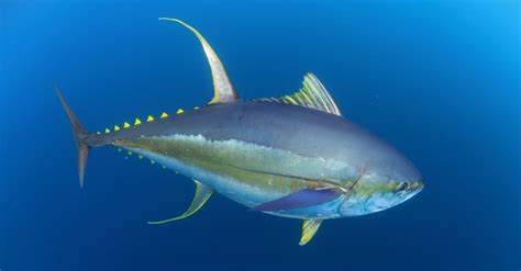 What is the hawaiian name for yellow fin tuna ahi | The Fact Base