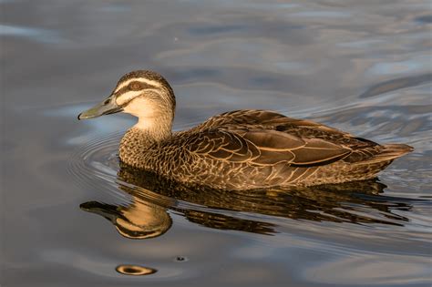 Australian Ducks - Australia's Wonderful Birds