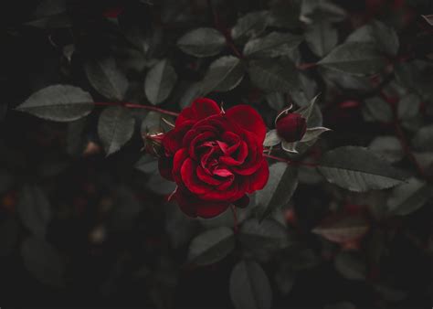 Shadowed Rose. Light restored | by Joanne Troppello🌿 | Mustard Seed ...