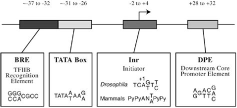 Figure 1 from The RNA polymerase II core promoter. | Semantic Scholar