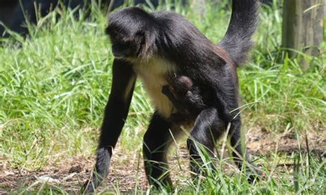 Mexican Spider Monkey Born at Palm Beach Zoo | WPB Magazine