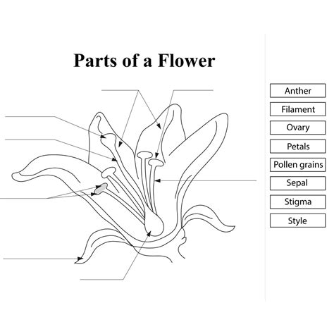 Parts Of A Flower Diagram Worksheet