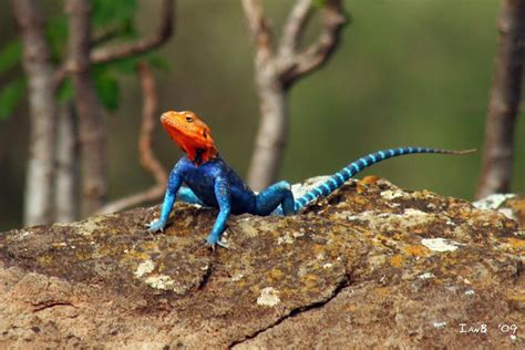 Barak Agama | East African Rainbow Lizard Agama agama lionot… | Flickr