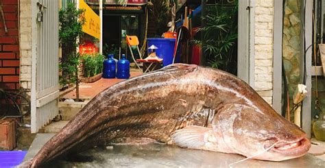 Wallago attu – The giant sheatfish – Cuisine of Vietnam