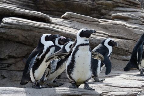 How to help penguins (photos)