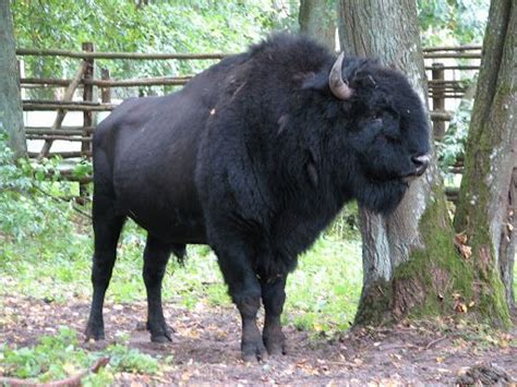 Pin by Tina on Buffalo and Bison Breeds #1 | Amazing animal pictures ...