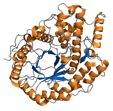 Difference Between Alpha and Beta Amylase | Compare the Difference Between Similar Terms