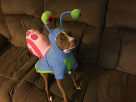 New Gary the Snail Dog costume xs to xl in 2023 | Dog and owner ...