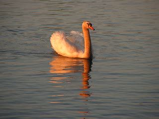 Swan lake | Gracefully afloat | Chittoor S Vinod | Flickr