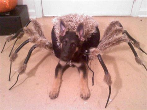 Mutant Spider Dog (SA Wardega) - YouTube