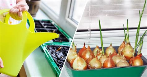 Can You Grow Vegetables Indoors? - Gardening Channel