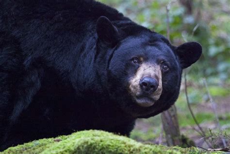 The endangered and threatened species of Texas