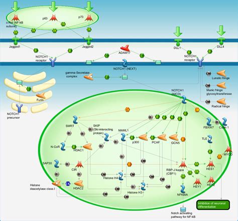 Development - Notch Signaling Pathway Pathway Map - PrimePCR | Life Science | Bio-Rad