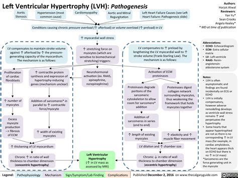 Left Ventricular Hypertrophy: Pathogenesis | Calgary Guide in 2020 | Medical facts, Mcat study ...