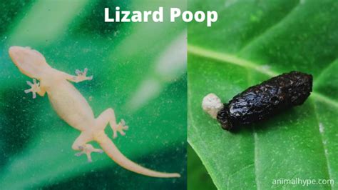 What Does Lizard Poop Look Like? Lizard Droppings Identification - Animal Hype