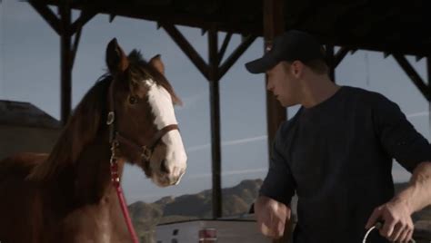 Budweiser Super Bowl Commercials 2013 | Budweiser Superbowl Clydesdale baby has been named ...