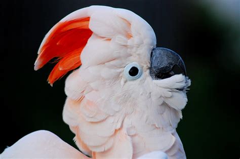 Moluccan Cockatoo: What a Crest! in Parrots