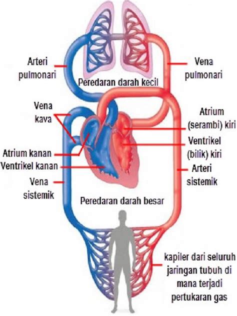 Sistem Peredaran Darah Sistematik - Homecare24