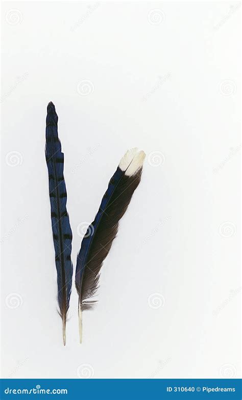 Blue Jay Feathers stock photo. Image of blue, quill, cyanocitta - 310640