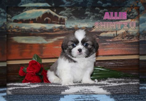 Victor - Shih Tzu for Sale in Middlebury, IN | Buckeye Puppies