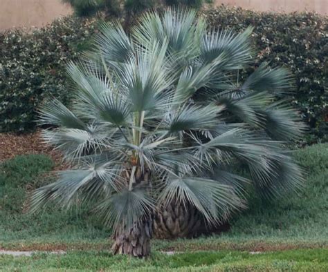 The Mexican Blue Palm - Should You Consider One?