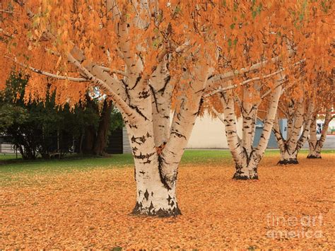 Prosser - Autumn Birch Trees Photograph by Carol Groenen | Fine Art America