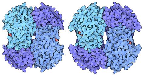 Lactate Dehydrogenase Structure