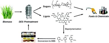 Biomass pretreatment using deep eutectic solvents from lignin derived ...