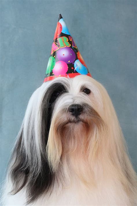 Dog wearing party hat stock photo. Image of mammal, tibetan - 4196542