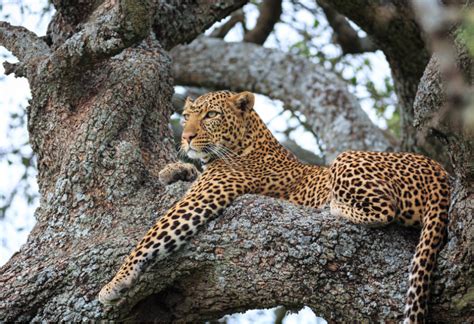 Tanzania's serengeti national park - GoAfrica