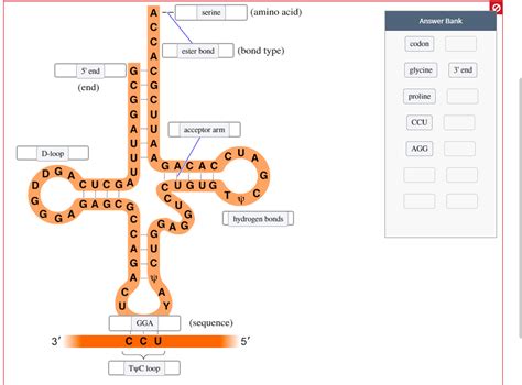 Solved The secondary structure of a tRNA molecule is given. | Chegg.com