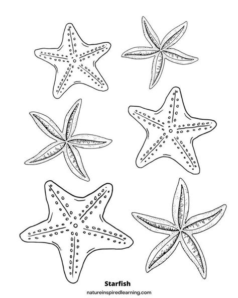 Realistic Starfish Coloring Pages | Starfish drawing, Coloring pages ...