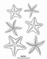 Free Printable starfish coloring sheets For Adults And Kids PDF  sketch template