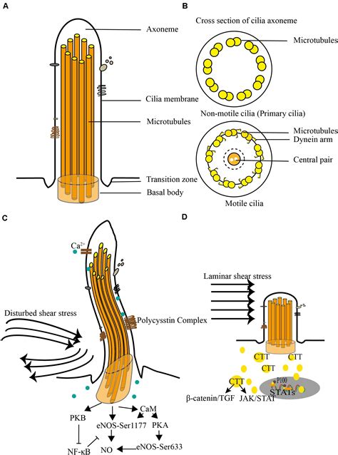 Cilia- Definition, Structure, Formation, Types, Functions,, 52% OFF