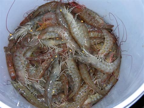 Mosquito Lagoon & Indian River Fishing: The Shrimp Are Running Good In ...