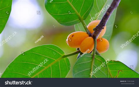 Indian Banyan Tree Leaf Yellow Fruitblur Stock Photo 715912546 ...