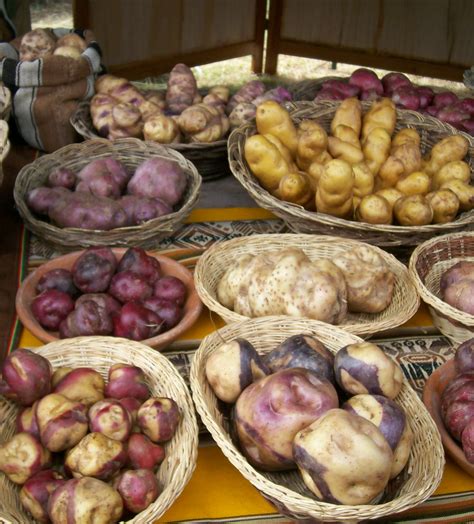 Potato Genome Variation