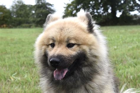 Eurasier Dog Outside - Free photo on Pixabay - Pixabay