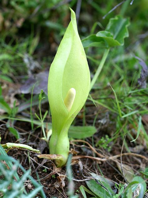 Arum italicum (Italian Arum) | North Carolina Extension Gardener Plant ...