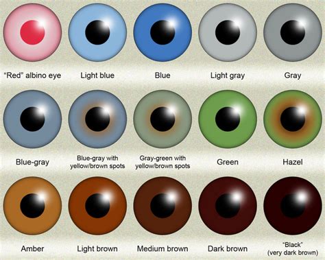 human eye color chart - Google Search | Eye color chart, Eye color ...