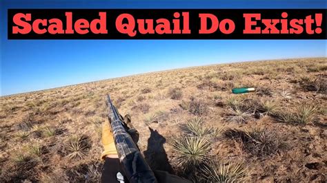 Colorado Scaled Quail Hunting - YouTube