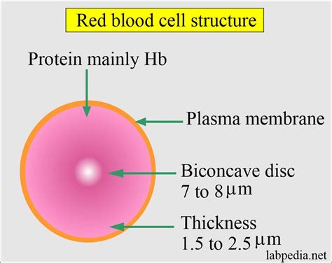 complete blood count, red blood cell morphology