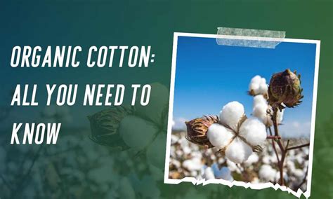 Organic Cotton: All You Need To Know