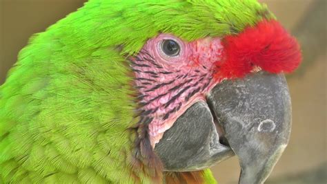 Buffon's Macaw - Exotic Birds - YouTube