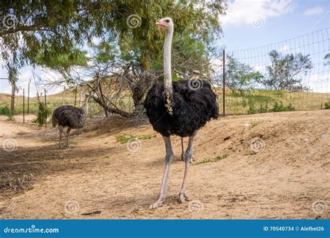 Ostrich Farm Guards His Eggs. Royalty-Free Stock Image | CartoonDealer.com #120866056