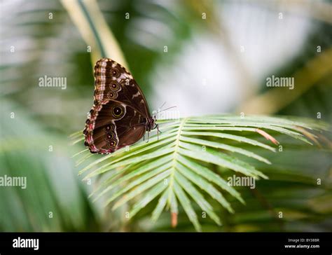 Butterflies at RHS Wisley Gardens Stock Photo - Alamy